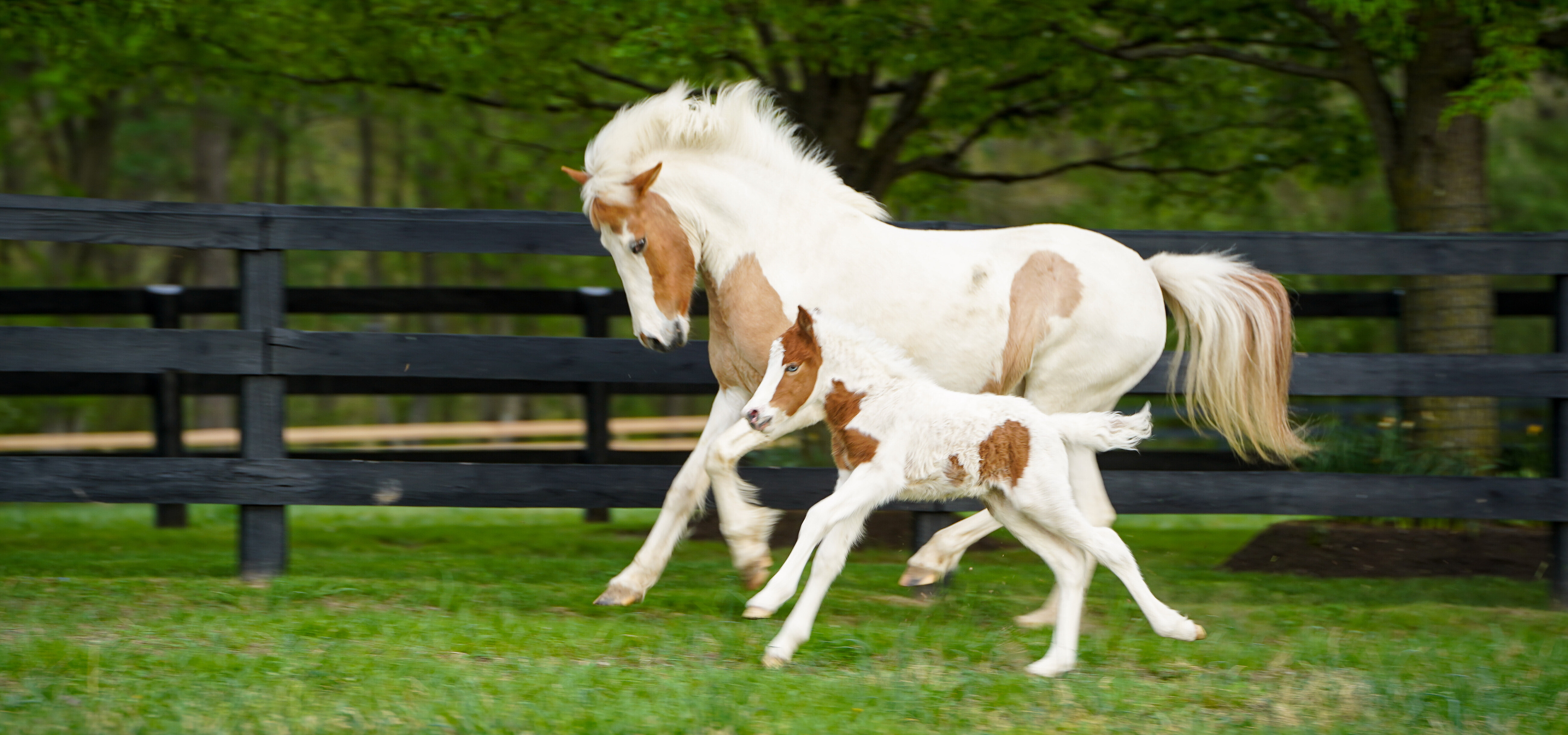 Icelandic horses